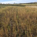 Switchgrass, Cockle Park Farm, Nov. 2025