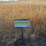 Reed Canary Grass, Cockle Park Farm, Nov. 2025