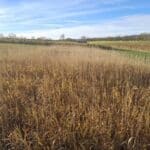 Reed Canary Grass, Cockle Park Farm, Nov. 2025