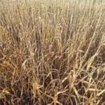 Reed Canary Grass, Cockle Park Farm, Nov. 2025
