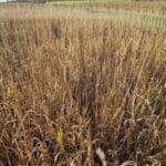 Reed Canary Grass, Cockle Park Farm, Nov. 2025