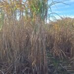 0.5ha Miscanthus giganteus, Cockle Park Farm, Nov. 2025