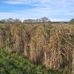 0.5ha Miscanthus giganteus, Cockle Park Farm, Nov. 2025