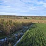 Grass Surrounds, Cockle Park Farm, Nov. 2025