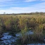 0.5ha Miscanthus Athena, Cockle Park Farm, Nov. 2025