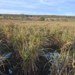 0.5ha Miscanthus Athena, Cockle Park Farm, Nov. 2025