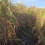 0.5ha Miscanthus Athena, Cockle Park Farm, Nov. 2025