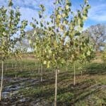 SRF Italian Poplar, Cockle Park Farm, Nov. 2025