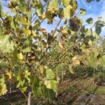 SRF Italian Poplar, Cockle Park Farm, Nov. 2025