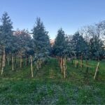 Eucalyptus Plot, Aberystwyth, Nov. 2025