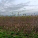 Alder, Headley Hall, Nov. 2025