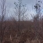 Alder, Auchincruive, Nov. 2025