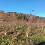 Alder, Boghall, Nov. 2025