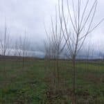 Italian Poplar, Auchincruive, Nov. 2025