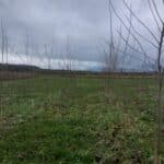 Italian Poplar, Auchincruive, Nov. 2025