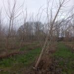 SRC poplar wind damage, Auchincruive, Nov. 2025
