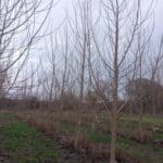 SRF poplar, Auchincruive, Nov. 2025