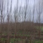 SRF Poplar, Auchincruive, Nov. 2025