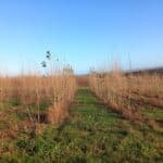 SRC Poplar, Boghall, Nov. 2025