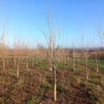SRF poplar, Boghall, Nov. 2025