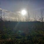 SRF Poplar, Boghall, Nov. 2025