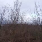 Black Locust, Auchincruive, Nov. 2025