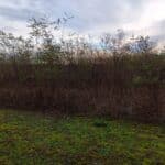 Black Locust Plot, Headley Hall, Nov. 2025