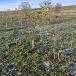 SRF Black Locust 'Turbo', Cockle Park Farm, Nov. 2025