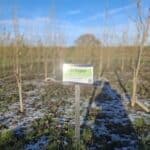 SRF Poplar, Cockle Park Farm, Nov. 2025