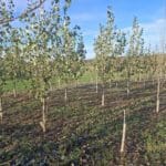 SRF Poplar, Cockle Park Farm, Nov. 2025