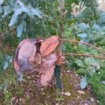 Discoloured Eucalyptus Leaves, Headley Hall, Nov. 2025