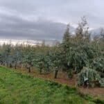 Eucalyptus Plot, Headley Hall, Nov. 2025