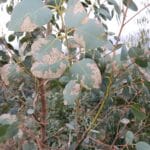 Frost Damage, Eucalyptus, Headley Hall, Nov. 2025