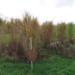 M. Athena in 2023 Miscanthus Variety Trial, North Wyke, Nov. 2025