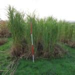 M. GNT 10 in 2023 Miscanthus Variety Trial, North Wyke, Nov. 2025