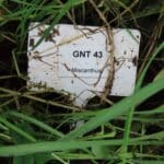 M. GNT 43 in 2023 Miscanthus Variety Trial, North Wyke, Nov. 2025