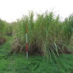 M. GNT 43 in 2023 Miscanthus Variety Trial, North Wyke, Nov. 2025