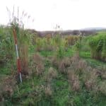 M. Giganteus in 2023 Miscanthus Variety Trial, North Wyke, Nov. 2025