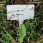 M. GNT 3 in 2023 Miscanthus Variety Trial, North Wyke, Nov. 2025
