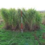 M. GNT 3 in 2023 Miscanthus Variety Trial, North Wyke, Nov. 2025