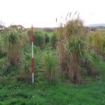 M. Illinois in 2023 Miscanthus Variety Trial, North Wyke, Nov. 2025