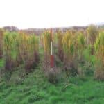 M. GNT 9 in 2023 Miscanthus Variety Trial, North Wyke, Nov. 2025