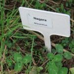 M. Nagara in 2023 Miscanthus Variety Trial, North Wyke, Nov. 2025