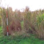 M. Nagara in 2023 Miscanthus Variety Trial, North Wyke, Nov. 2025