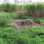 Discarded Miscanthus, North Wyke, Nov. 2025
