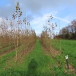 SRC Poplar, North Wyke, Nov. 2025