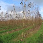 SRC Poplar, North Wyke, Nov. 2025