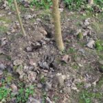 SRC Poplar, North Wyke, Nov. 2025