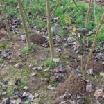 SRC Poplar, North Wyke, Nov. 2025