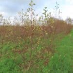 SRF Alder, North Wyke, Nov. 2025